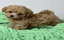 Maltipoo dogs for sale: Zani - Image 2