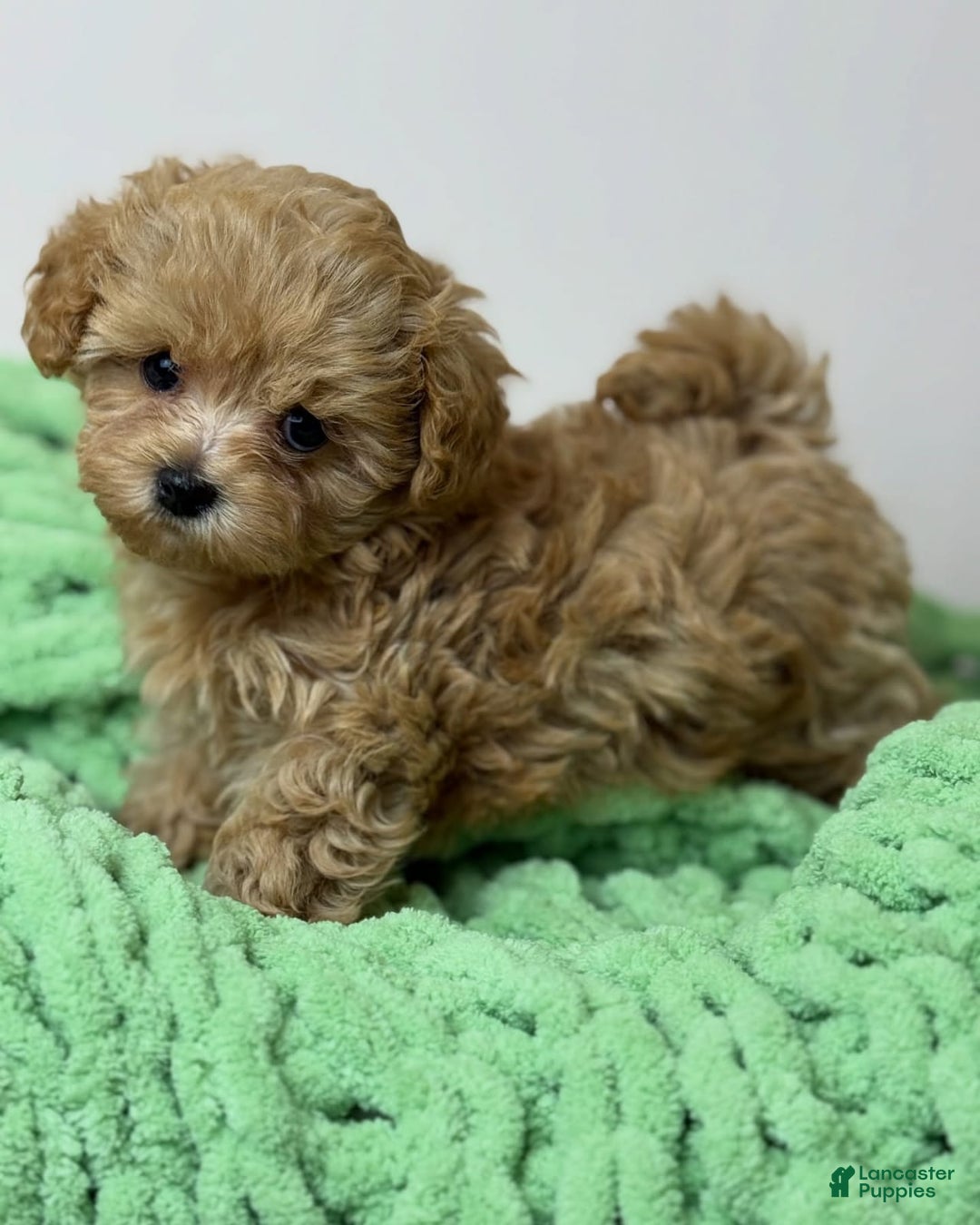 Maltipoo dogs for sale: Zani - Image 2