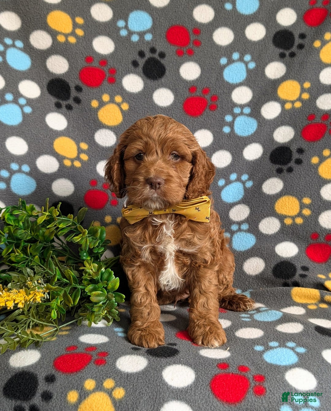 Cockapoo dogs for sale: Farlow - Image 9