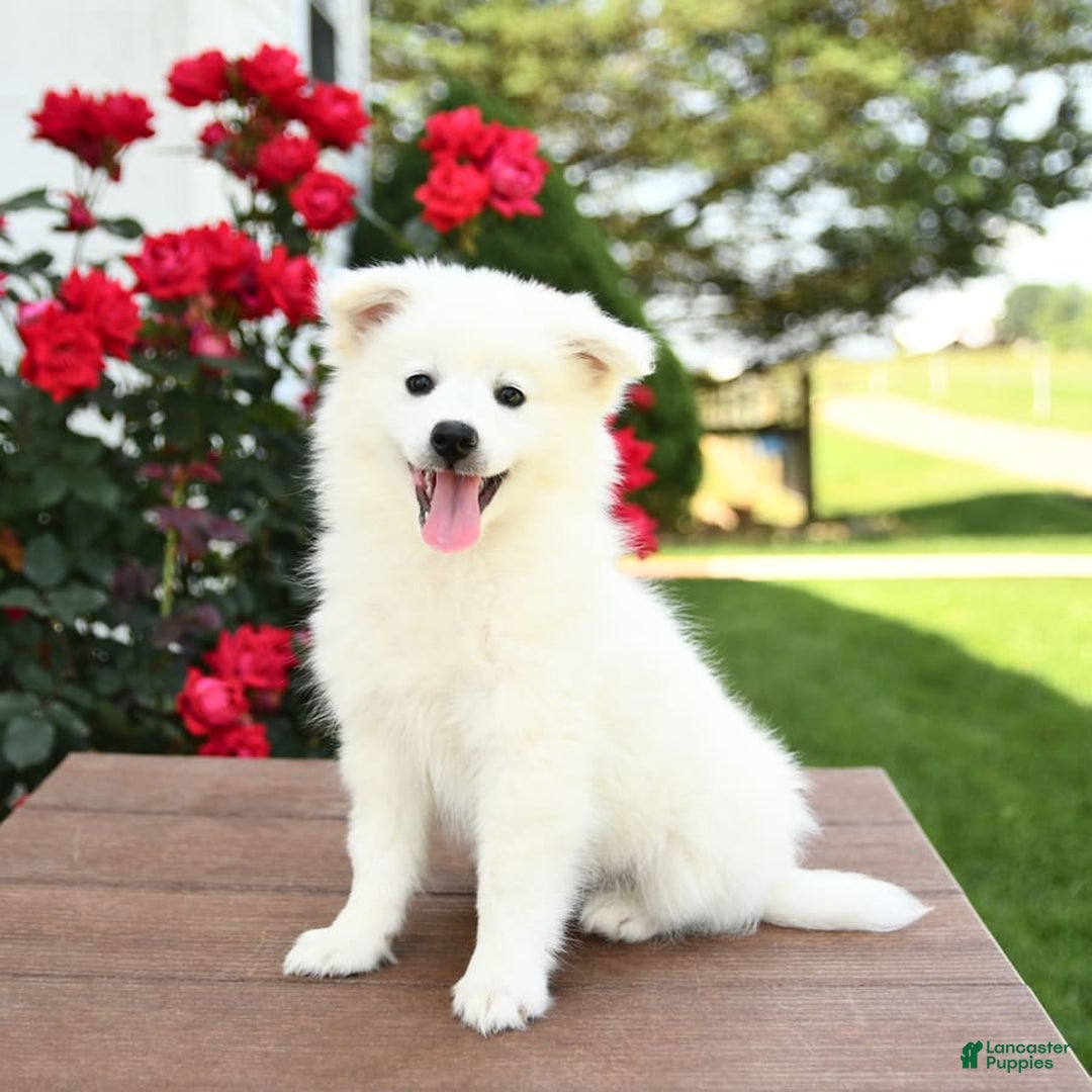 American Eskimo dogs for sale: Marco - Image 4