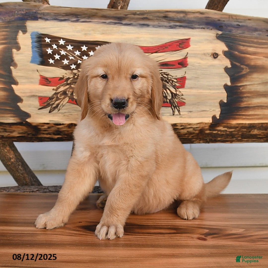 Golden Retriever dogs for sale: Mack - Image 3