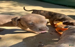 Cane Corso dogs for sale: Star - Image 1