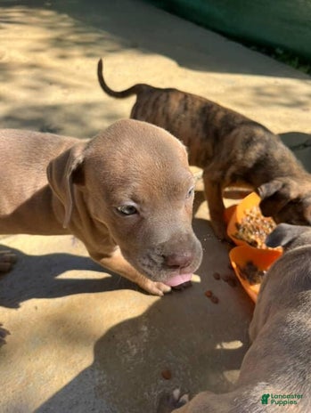 Cane Corso dogs for sale - Ad 1