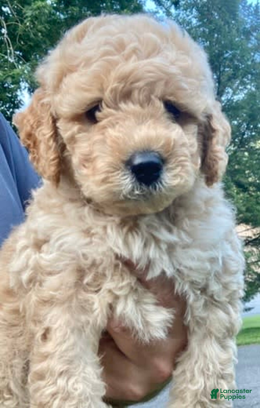 Labradoodle dogs for sale: Douglas - Image 6