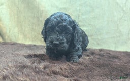 Cockapoo dogs for sale: Emily - Image 11