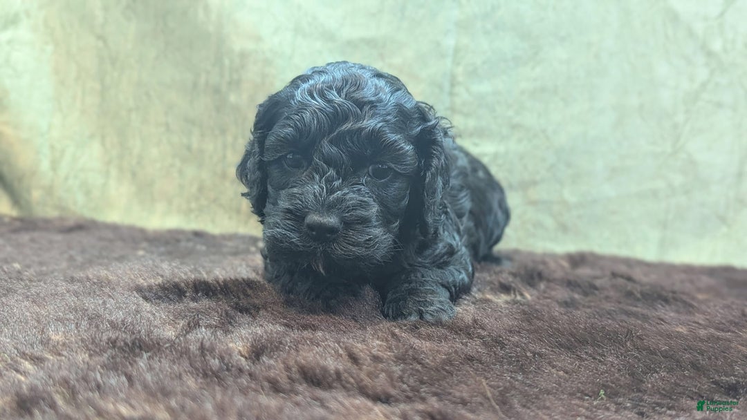 Cockapoo dogs for sale: Emily - Image 11