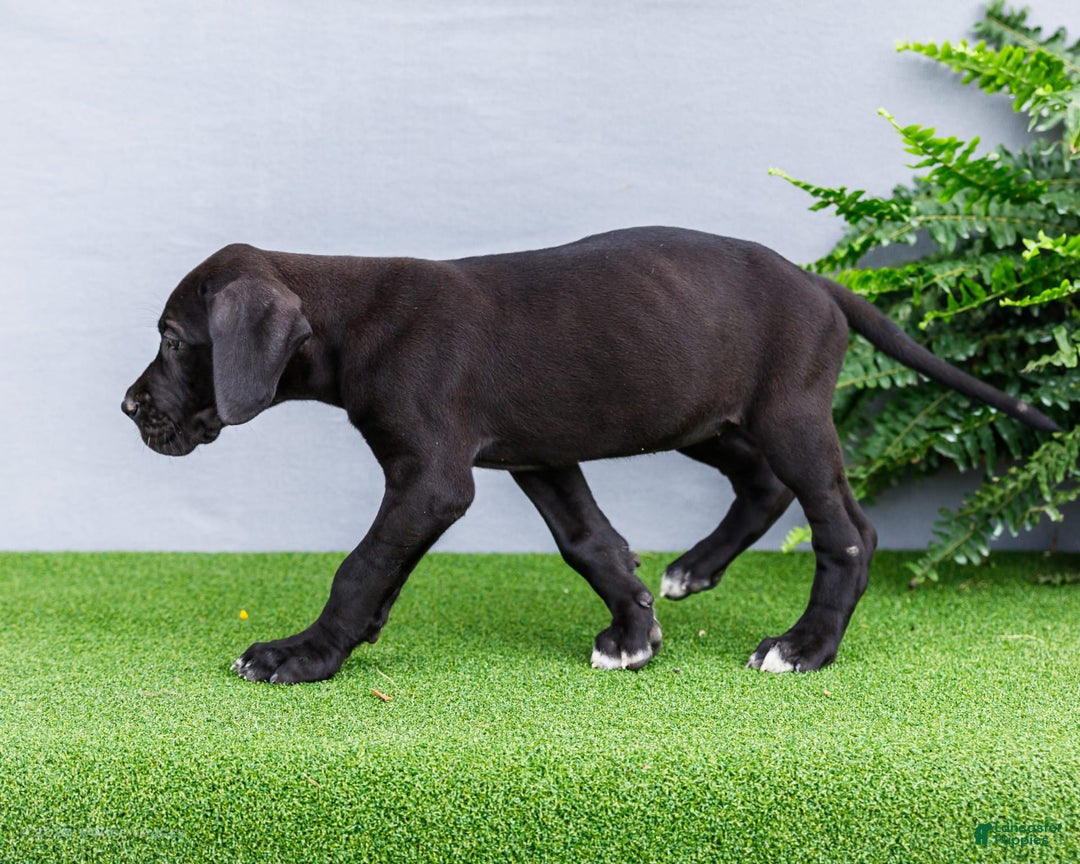 Great Dane dogs for sale: Krista - Image 19