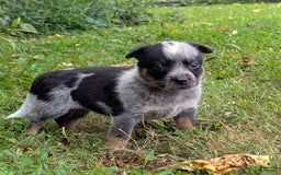 Australian Cattle Dog dogs for sale: Misty - Image 4