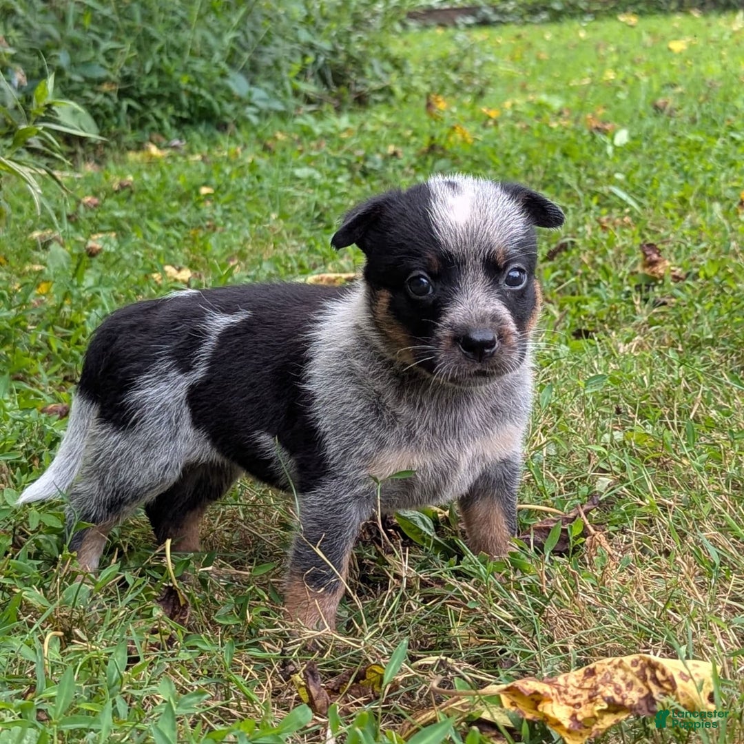 Australian Cattle Dog dogs for sale: Misty - Image 4