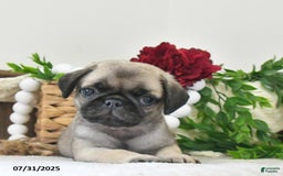 Puggle dogs for sale: Raindrop - Image 3
