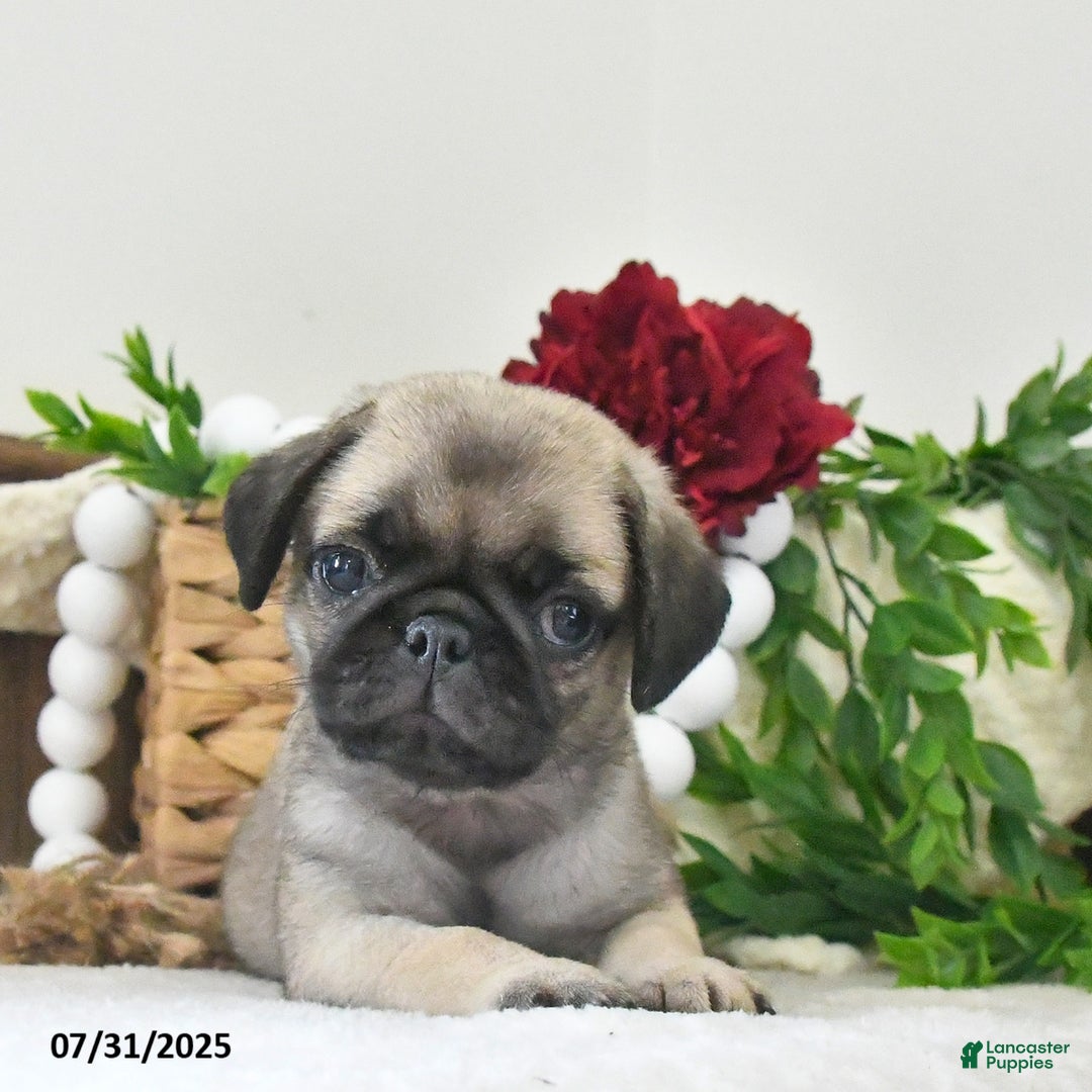 Puggle dogs for sale: Raindrop - Image 3