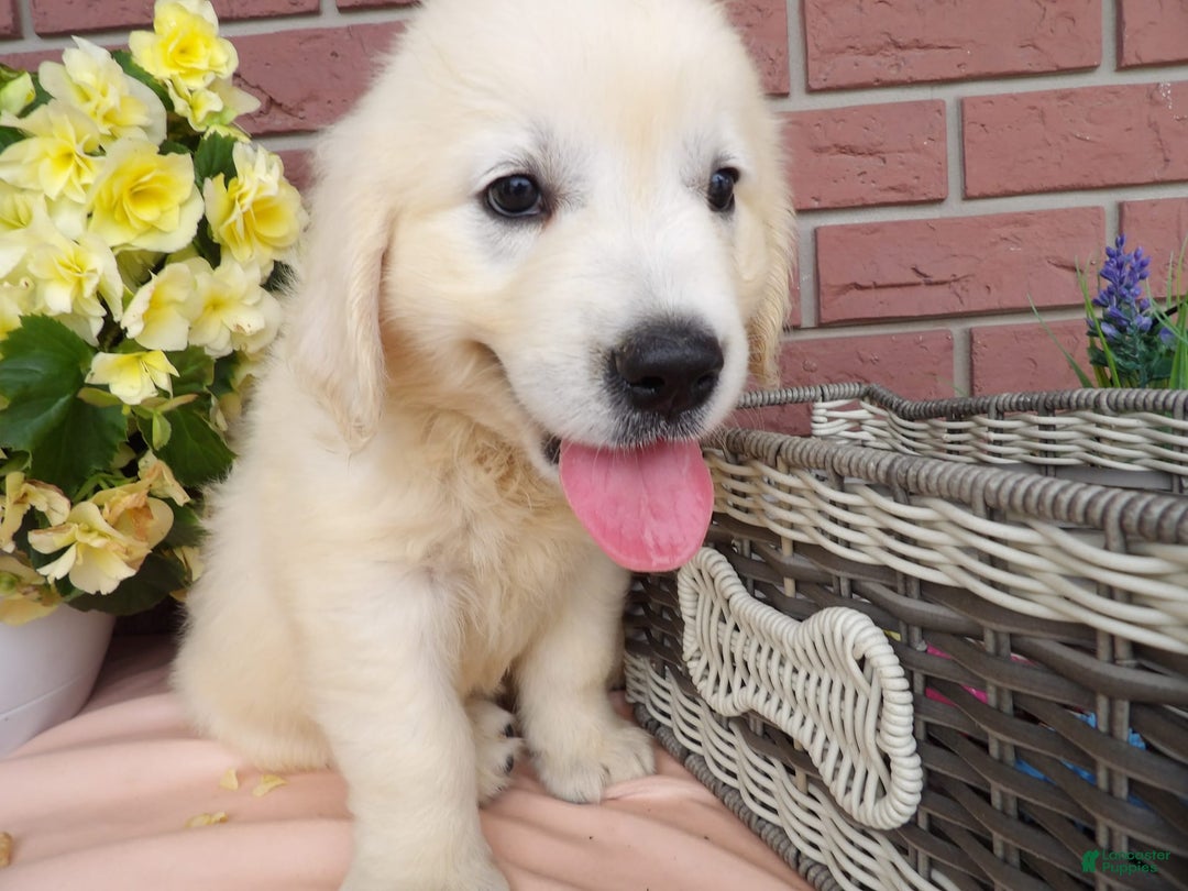 Golden Retriever dogs for sale: Golden Retriever 4 puppies - Image 2