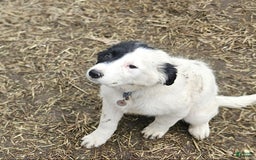 Border Collie dogs for sale: Divvy - Image 13