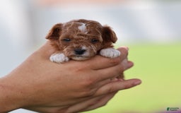 Toy Poodle dogs for sale: Raine - Image 6