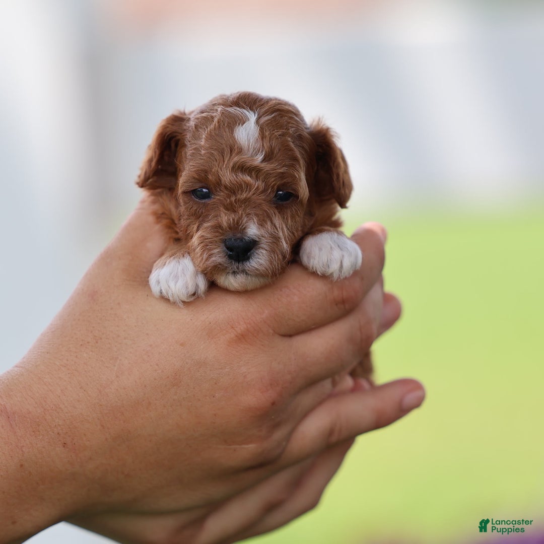 Toy Poodle dogs for sale: Raine - Image 6