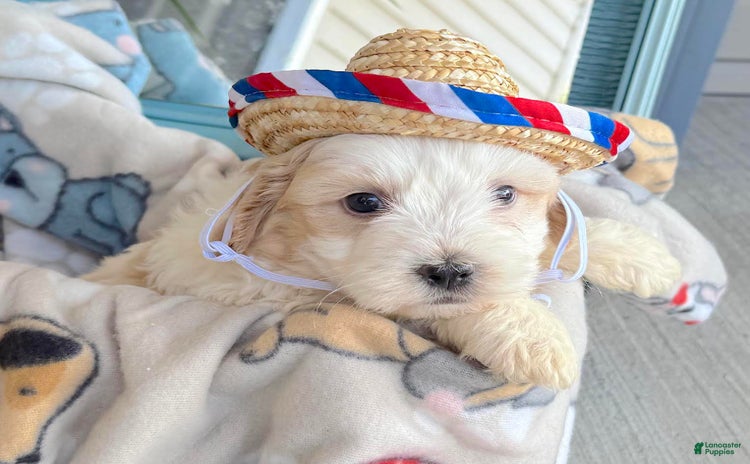 Teddy Bear dogs for sale - Ad 2