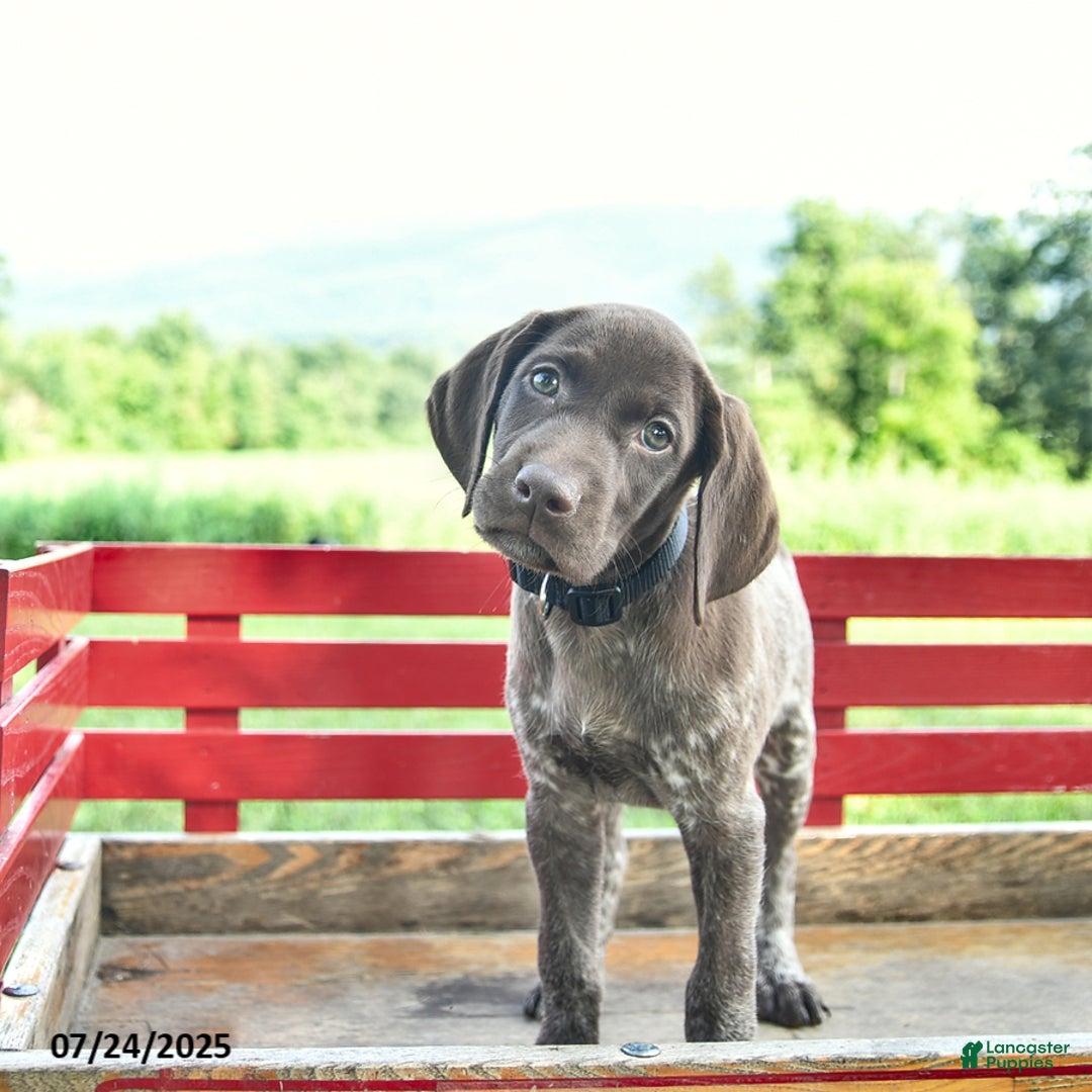 German Shorthaired Pointer dogs for sale: Rose - Image 5