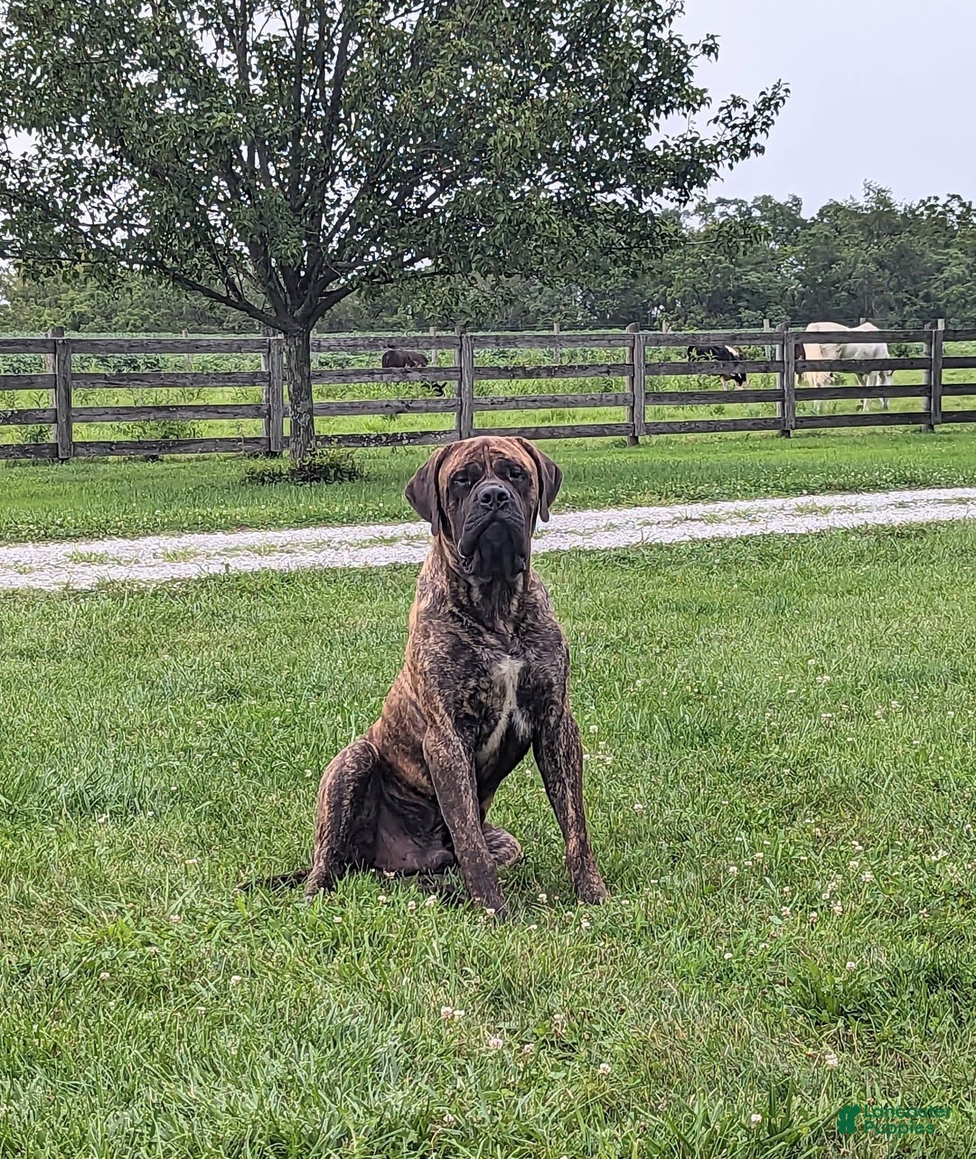 English Mastiff dogs for sale: Berkley - Image 15