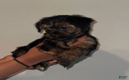 Yorkshire Terrier dogs for sale: Koda - Image 2