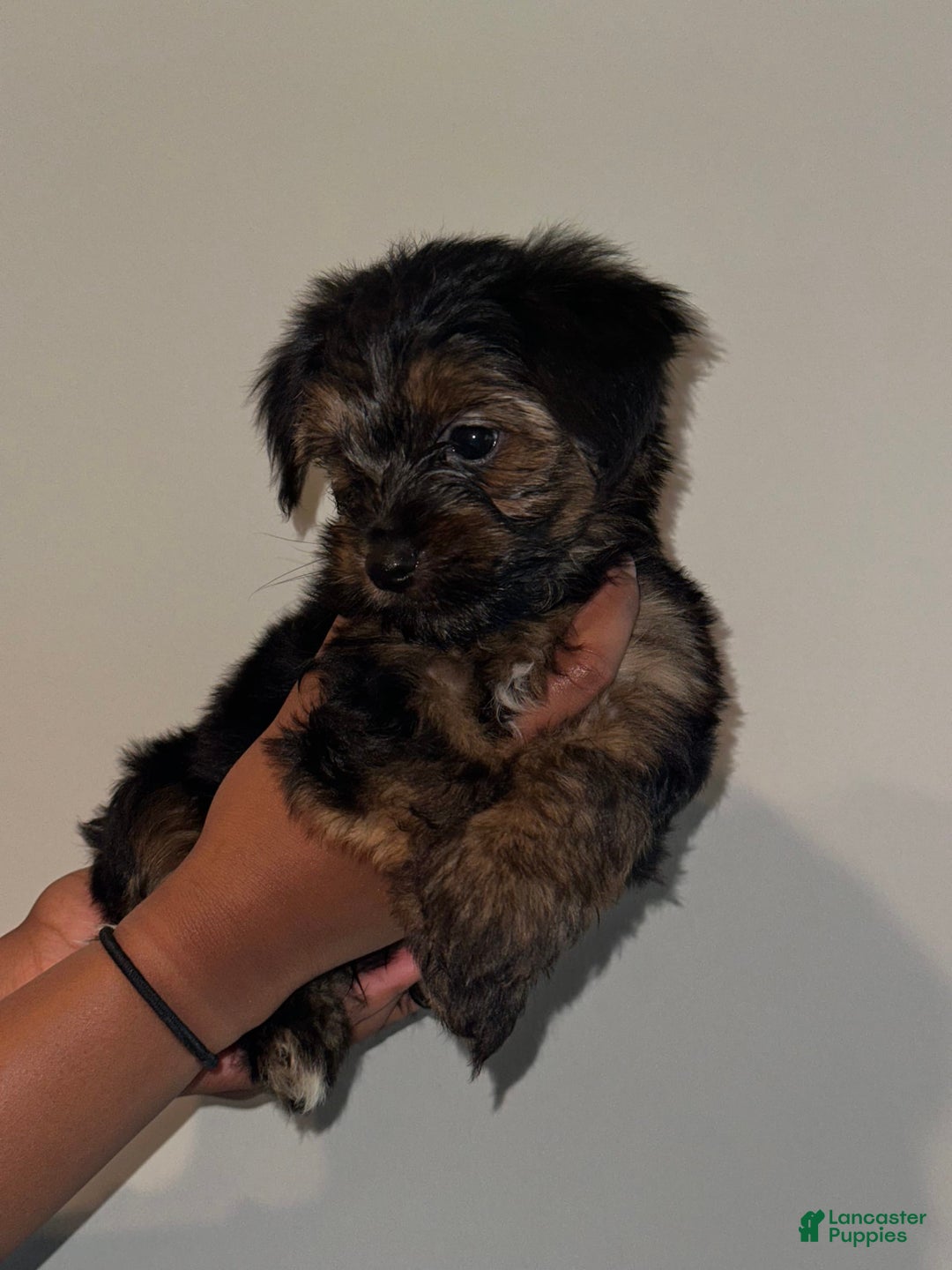 Yorkshire Terrier dogs for sale: Koda - Image 2