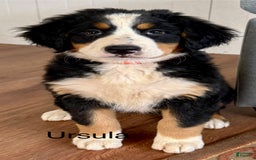 Bernese Mountain Dog dogs for sale: Ursula - Image 1