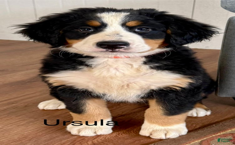 Bernese Mountain Dog dogs for sale - Ad 1