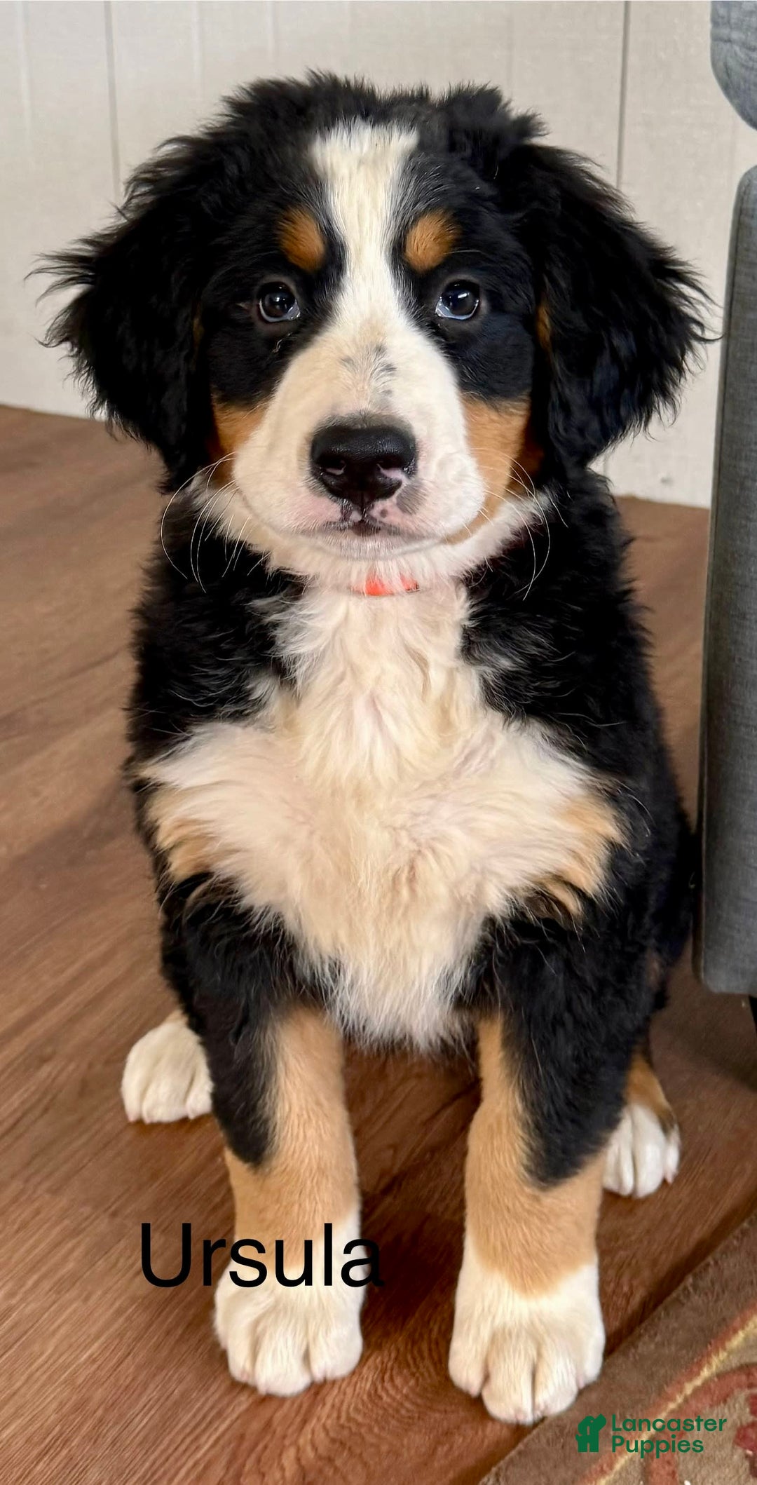 Bernese Mountain Dog dogs for sale: Ursula - Image 1