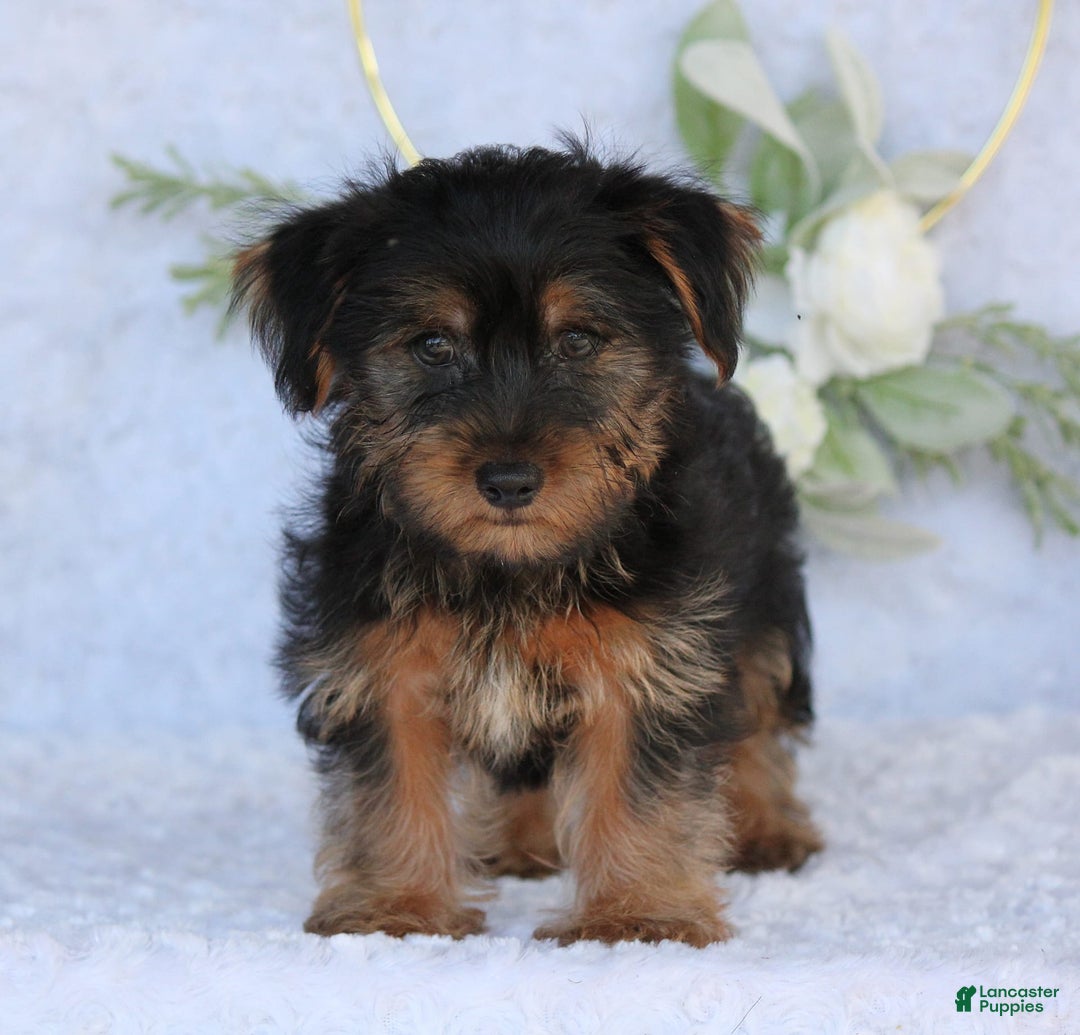 Yorkshire Terrier dogs for sale: Duke - Image 5