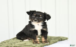 Miniature Australian Shepherd dogs for sale: Barkley - Image 1