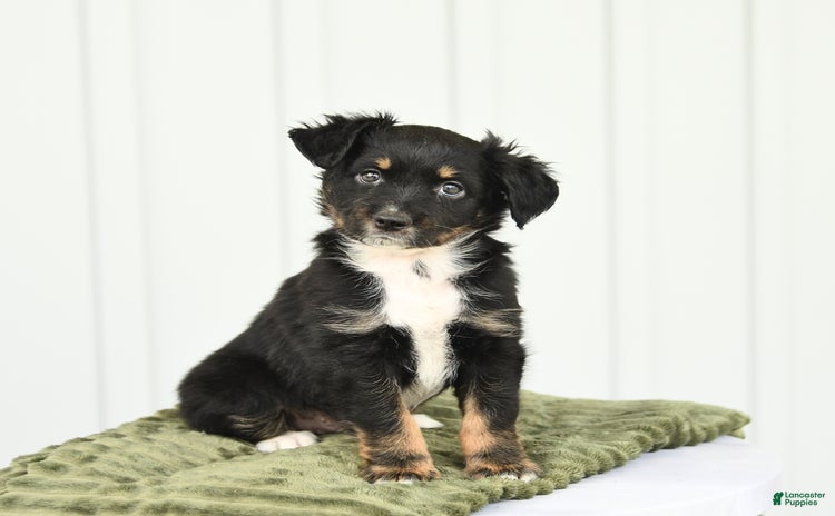 Miniature Australian Shepherd dogs for sale - Ad 2
