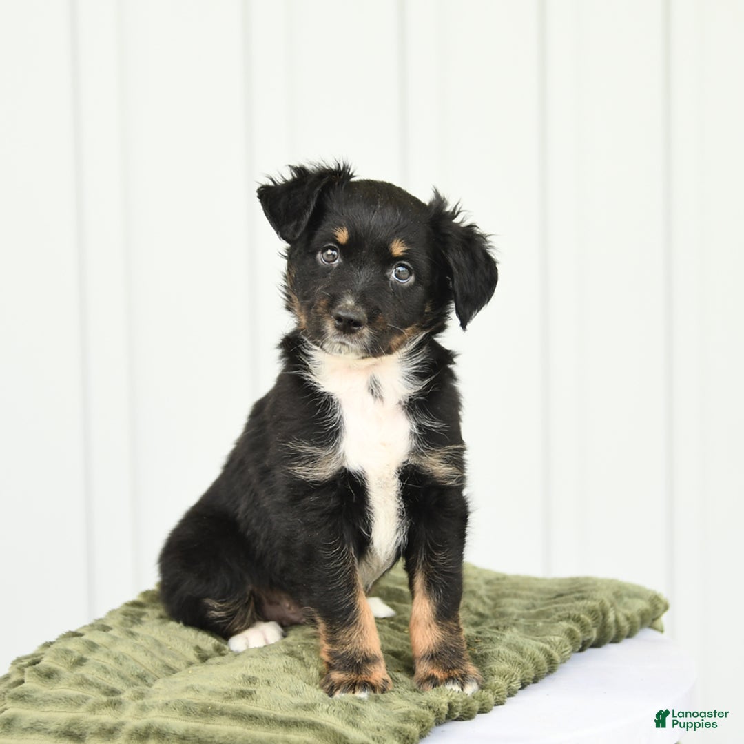 Miniature Australian Shepherd dogs for sale: Barkley - Image 1