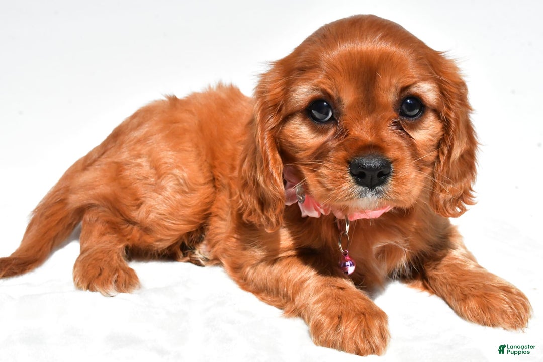 Cavalier King Charles Spaniel dogs for sale: Peggy - Image 7