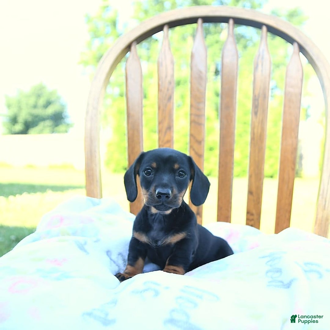 Miniature Dachshund dogs for sale: Twinkle - Image 5