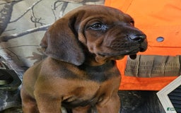 Redbone Coonhound dogs for sale: Winnie - Image 4