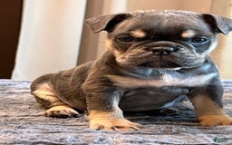 English Bulldog dogs for sale: Dreka - Image 5