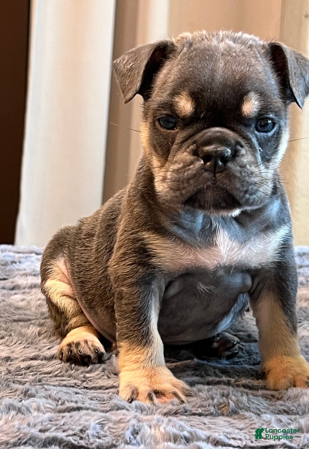 English Bulldog dogs for sale: Dreka - Image 5