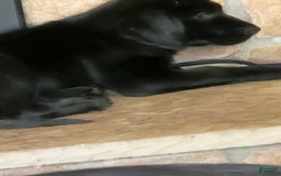 Labrador Retriever dogs for sale: Big  Mouth - Image 3