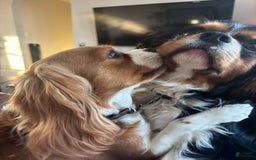 Cavalier King Charles Spaniel dogs for sale: Cavalier King Charles Spaniel 1 puppies - Image 5