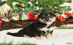 Shiba Inu dogs for sale: Haven - Image 3