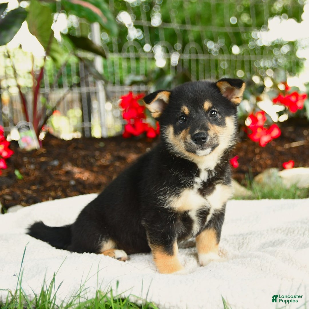 Shiba Inu dogs for sale: Haven - Image 3