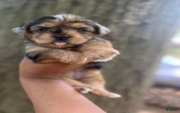 Yorkshire Terrier dogs for sale: Patty - Image 6