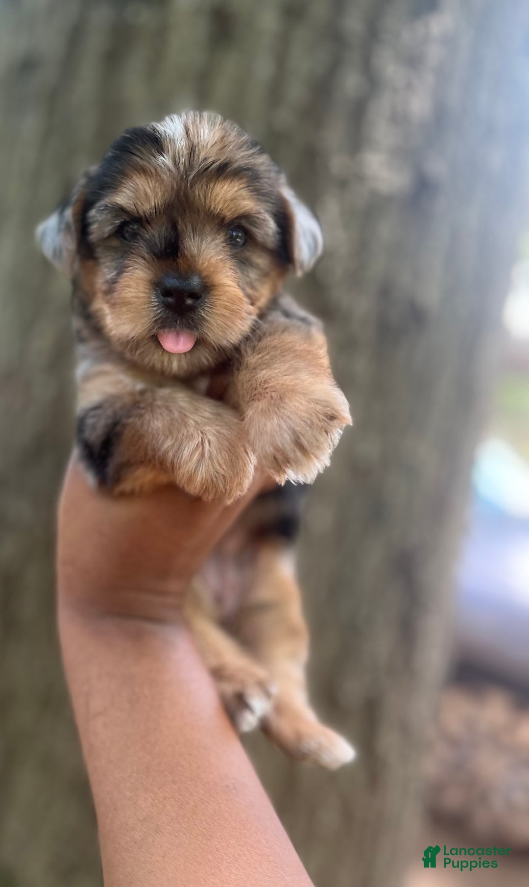 Yorkshire Terrier dogs for sale: Patty - Image 6