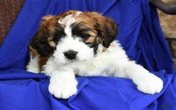 Saint Berdoodles dogs for sale: Lulu - Image 5