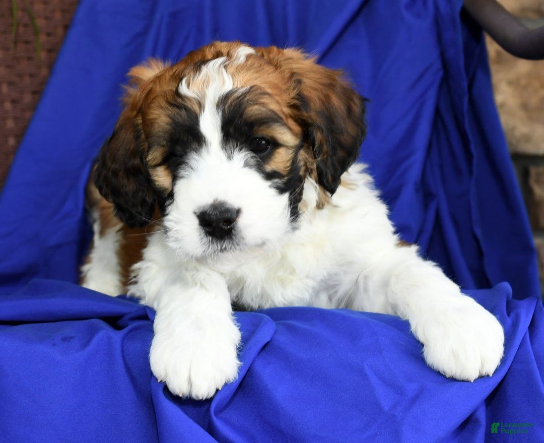 Saint Berdoodles dogs for sale: Lulu - Image 5