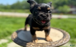 French Bulldog dogs for sale: Dutton - Image 1