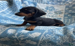 Dachshund dogs for sale: Charlie - Image 7