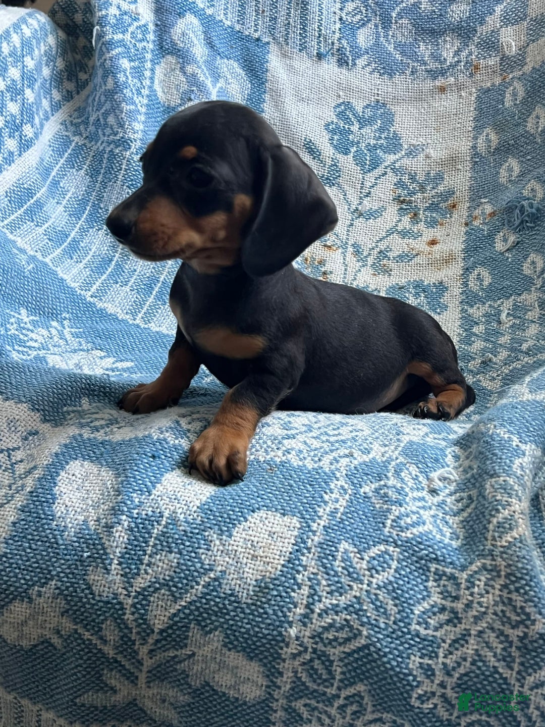Dachshund dogs for sale: Charlie - Image 7