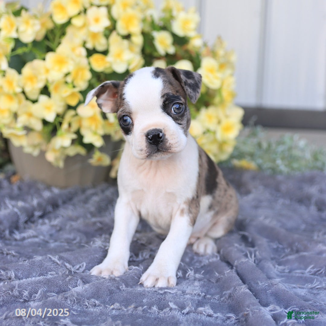 Boston Terrier dogs for sale: Boston Terrier 9 puppies - Image 2