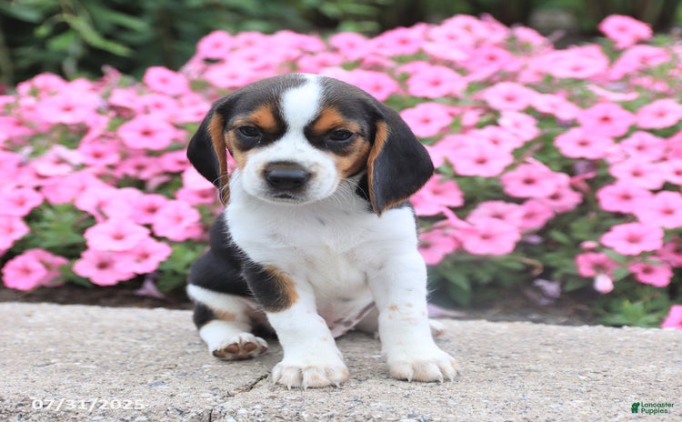 Beagle dogs for sale - Ad 2