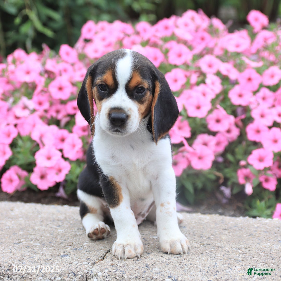 Beagle dogs for sale: Andrew - Image 1